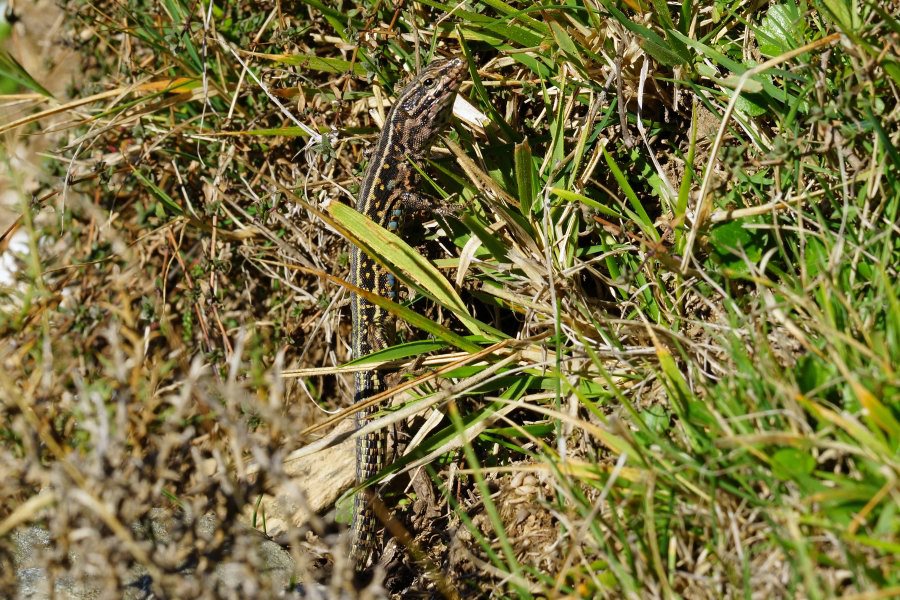 Ibrido di lucertola da identificare